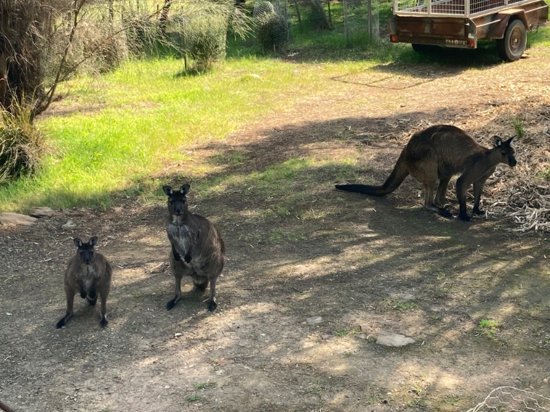 A FAMILY OF KANGAROOS “HELPING” WITH PRUNING AND WEEDING